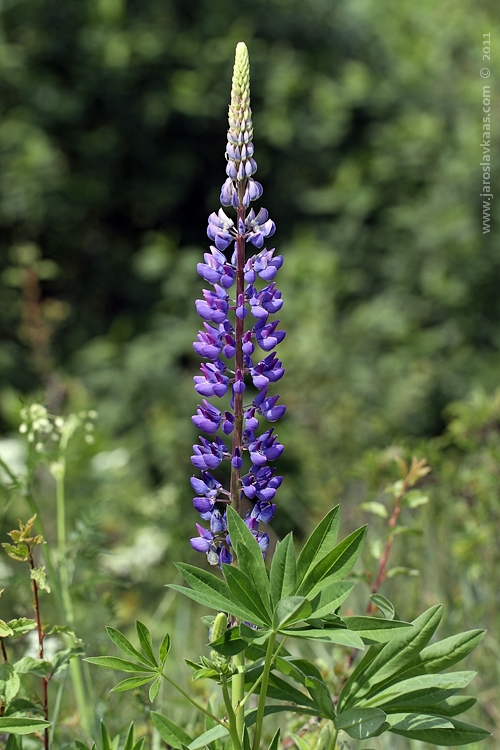 Lupina mnoholistá (Lupinus polyphyllus), Hradišťany