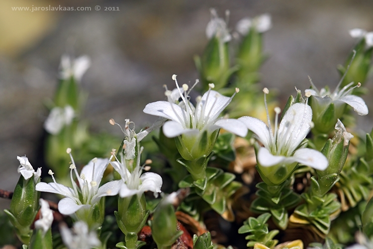 Písečnice (Arenaria tetraquetra), Hradišťany