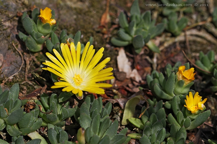 Kosmatec (Delosperma congestum), Hradišťany