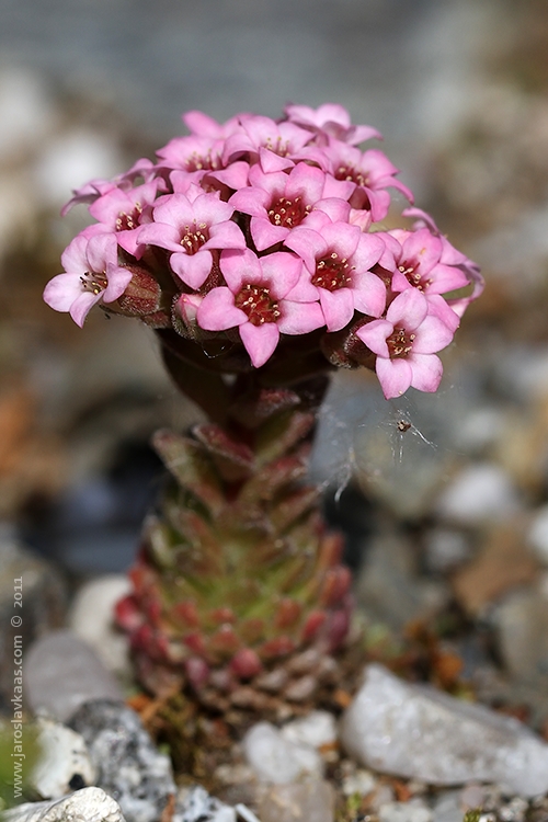 Rozchodník chlupatý (Sedum pilosum), Hradišťany