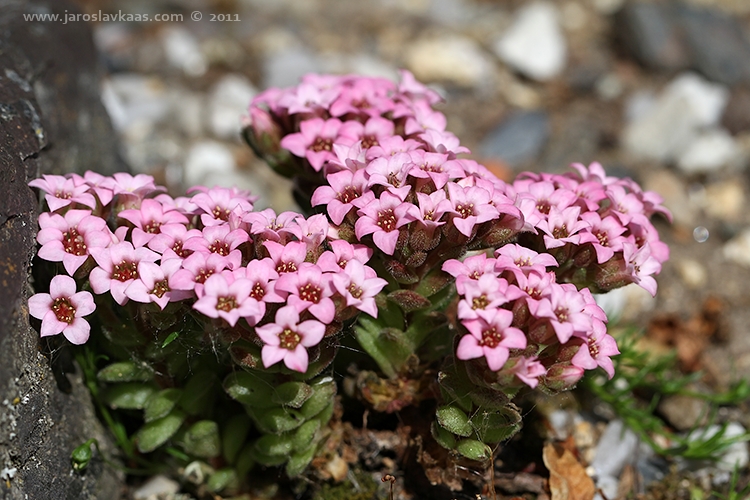 Rozchodník chlupatý (Sedum pilosum), Hradišťany