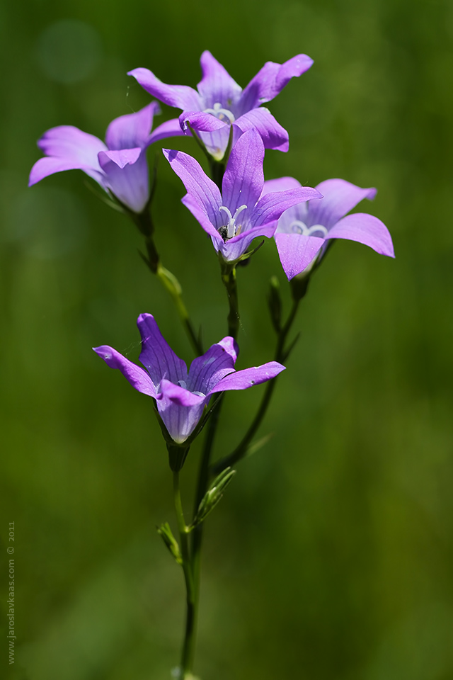 Zvonek rozkladitý (Campanula patula), Hradišťany