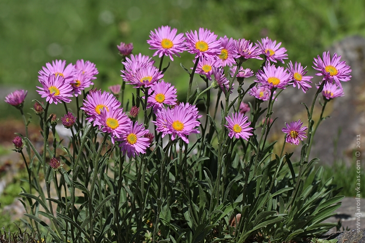 Hvězdnice alpská (Aster alpinus), Hradišťany