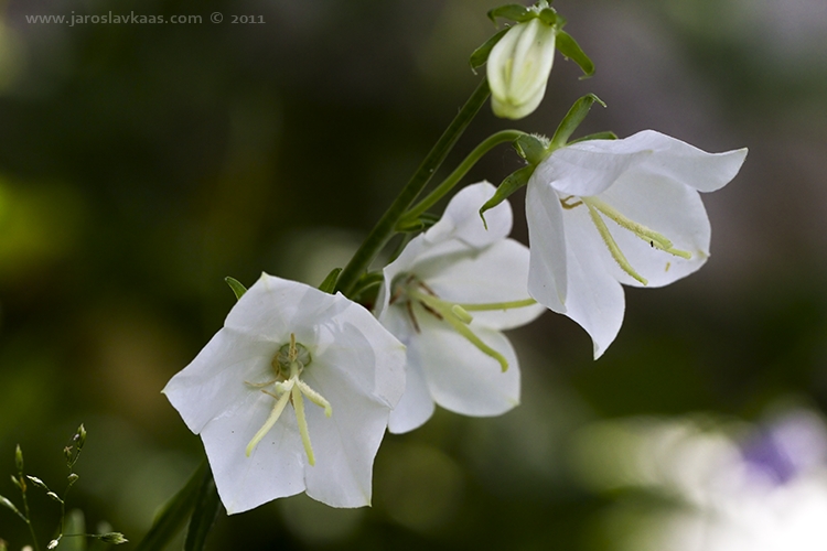 Zvonek broskvolistý (Campanula persicifolia), Hradišťany