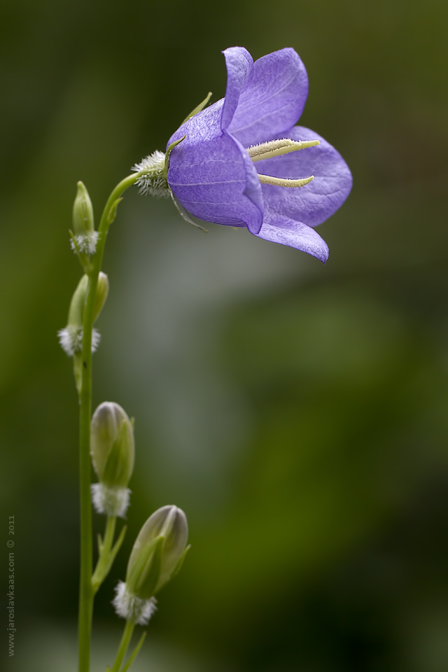 Zvonek broskvolistý (Campanula persicifolia), Hradišťany