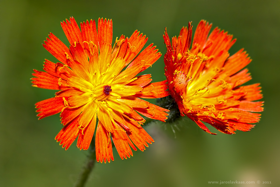 Jestřábník oranžový (Hieracium aurantiacum), Hradišťany