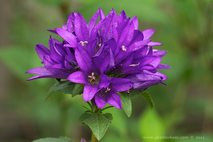 Zvonek klubkatý (Campanula glomerata), Hradišťany