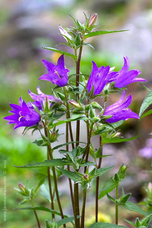 Zvonek kopřivolistý (Campanula trachelium), Hradišťany