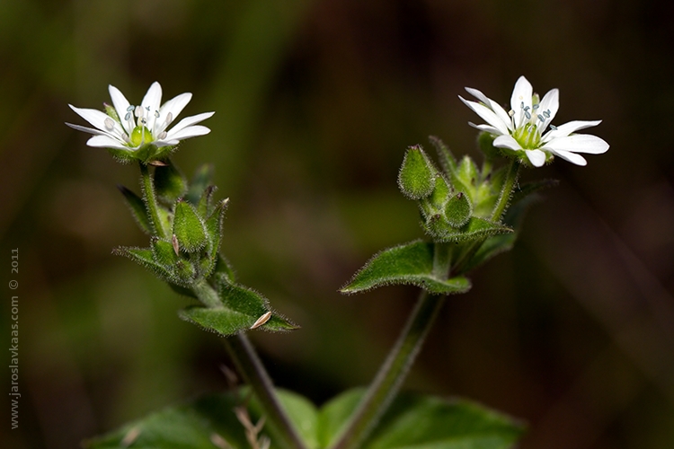 Křehkýš vodní (Myosoton aquaticum), Hradišťany