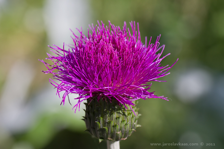 Pcháč různolistý (Cirsium heterophyllum), Krkonoše