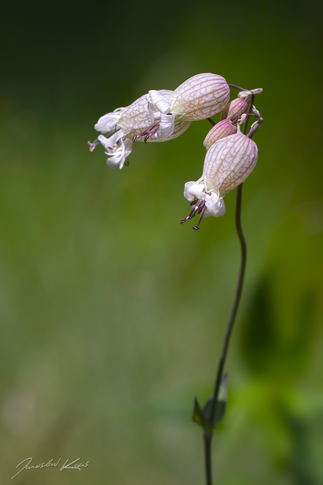 Silenka nadmutá (Silene vulgaris), Krkonoše