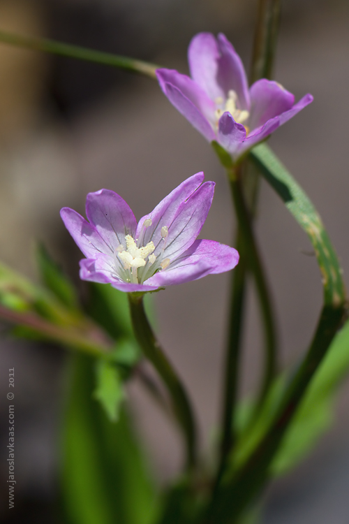 Vrbovka horská (Epilobium montanum), Krkonoše