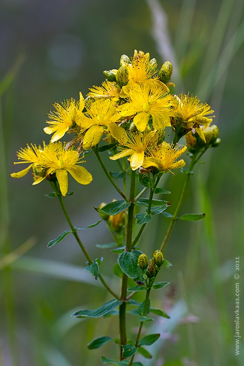 Třezalka skvrnitá (Hypericum maculatum), Krkonoše