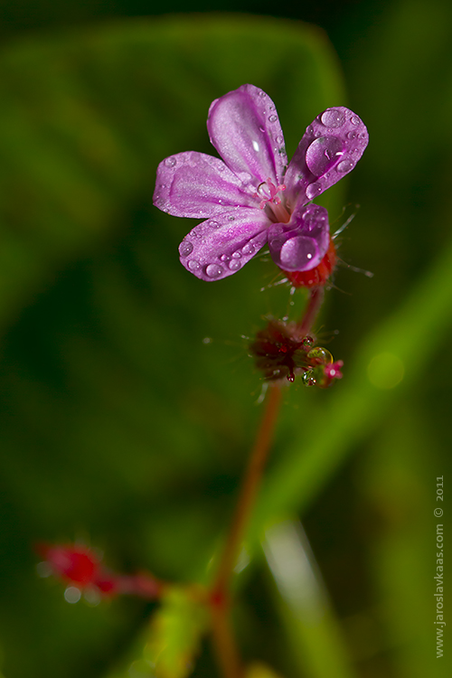 Kakost smrdutý (Geranium robertianum), Krkonoše