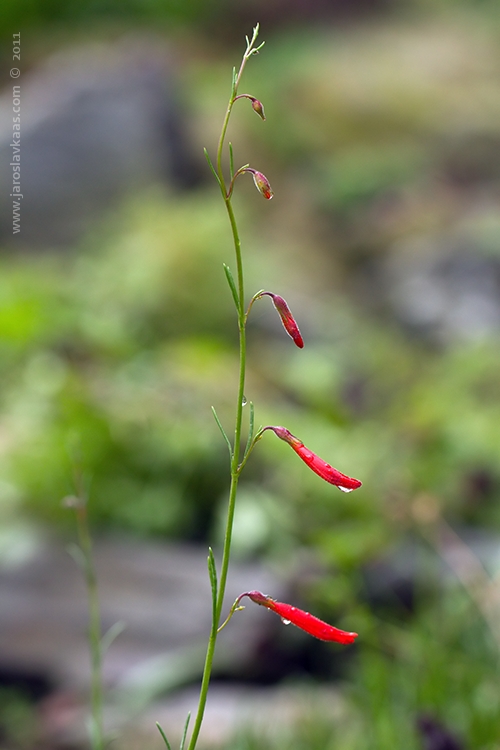 Dračík jehličkolistý (Penstemon pinifolius), Hradišťany