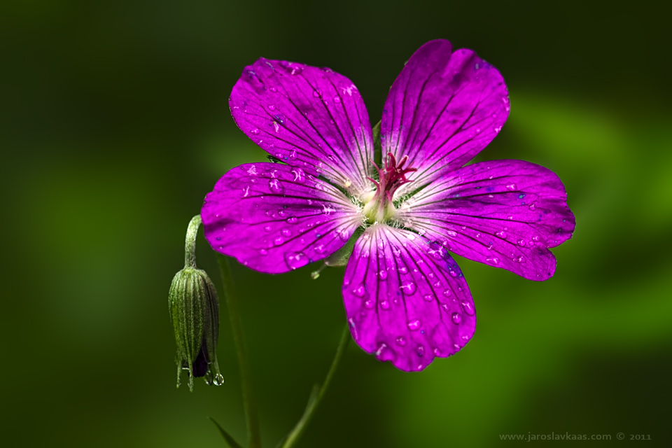 Kakost bahenní (Geranium palustre), Hradišťany