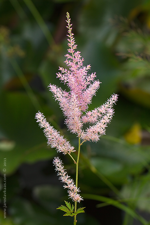 Čechrava (Astilbe x hybrida), Hradišťany