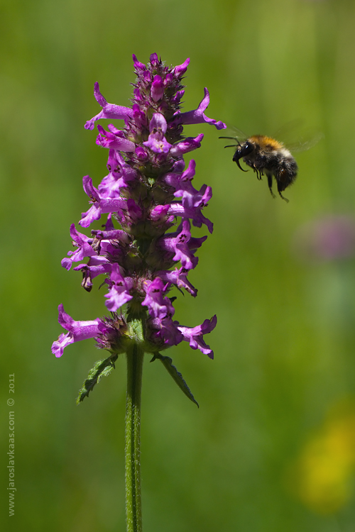 Bukvice lékařská (Betonica officinalis), Hradišťany