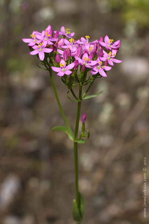 Zeměžluč okolíkatá (Centaurium erythraea), Staňkov - Krchleby