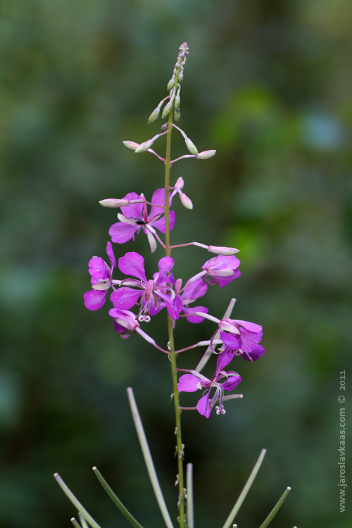 Vrbovka úzkolistá (Epilobium angustifolium), Staňkov