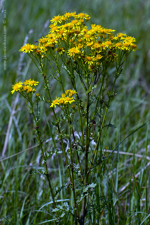 Starček přímětník (Senecio jacobaea), Radčický les