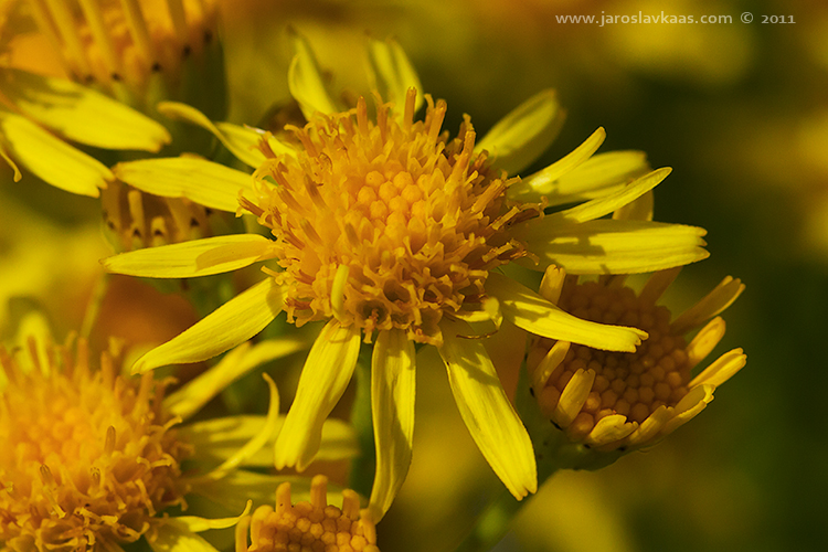 Starček přímětník (Senecio jacobaea), Radčický les