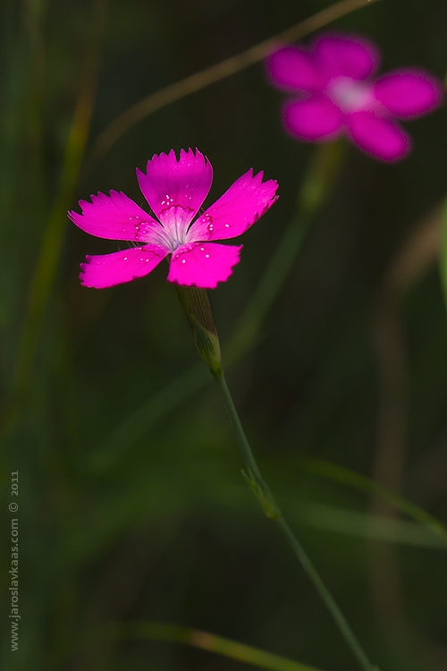 Hvozdík kropenatý (Dianthus deltoides), Radčický les