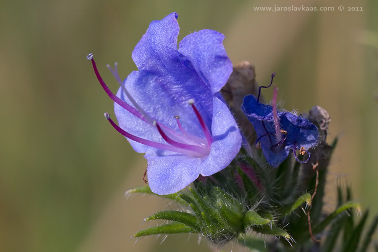 Hadinec obecný (Echium vulgare), Radčický les