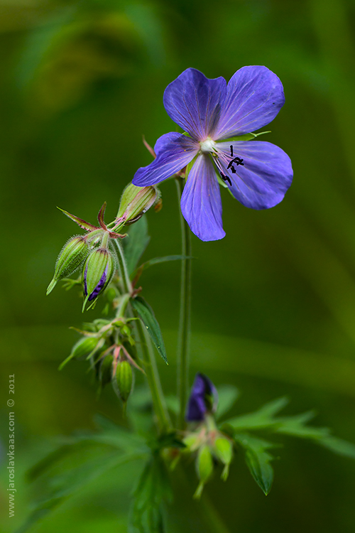 Kakost luční (Geranium pratense), Radčický les