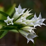 Hořec tolitovitý (Gentiana asclepiade), Krkonoše