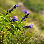 Hořec tolitovitý (Gentiana asclepiade), Krkonoše