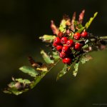 Jeřáb ptačí pravý (Sorbus aucuparia subsp. aucuparia), Chlumská hora