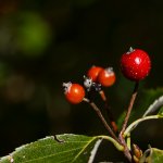 Jeřáb manětínský (Sorbus rhodanthera), Chlumská hora