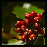 Jeřáb manětínský (Sorbus rhodanthera), Chlumská hora