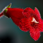 Kohleria sp., Plzeň  (HDR)