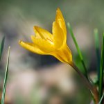 Šafrán zlatý (Crocus chrysanthus), Hradišťany