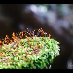 Rokyt cypřišovitý (Hypnum cupressiforme), Hradišťany (HDR)