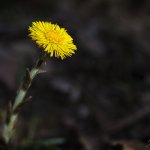 sám v temném lese - Podběl lékařský (Tussilago farfara), Plzeň, Radčický les