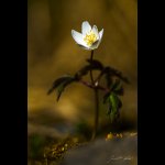 Sasanka hajní (Anemone nemorosa), Chlumská hora