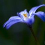 Ladoňka velkokvětá (Scilla luciliae), Staňkov