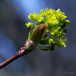 Javor mléč (Acer platanoides), květ, Staňkov