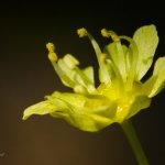 Javor mléč (Acer platanoides), detail květu, Staňkov