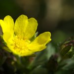 Mochna jarní (Potentilla tabernaemontani), Staňkov