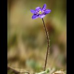 Jaterník podléška (Hepatica nobilis), Chlumská hora