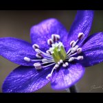 Jaterník podléška (Hepatica nobilis), detail květu, Chlumská hora