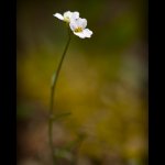 Řeřišničník Hallerův (Cardaminopsis halleri), Chlumská hora