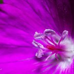 Kakost krvavý / Geranium sanguineum / Bloody Crane\'s-bill, Chlumská hora