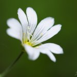 Rožec (Cerastium sp.), Hradišťany