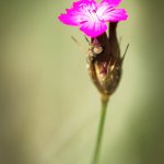 Hvozdík Pontederův / Dianthus pontederae / Pink, CHKO Pálava, NPR Děvín-Kotel-Soutěska