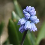 Hyacintec azurový (Hyacinthella azurea), Hradišťany